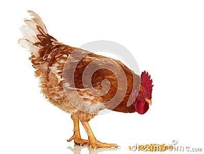 Rooster on white background, isolated object, live chicken, one closeup farm animal Stock Photo