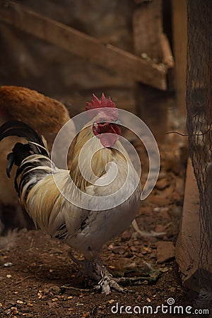 Rooster in the wooden barn in the countryside Stock Photo