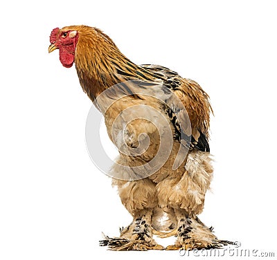 Rooster, 2 years old, isolated Stock Photo