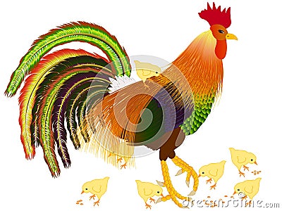 Rooster with young chicks. Vector Illustration