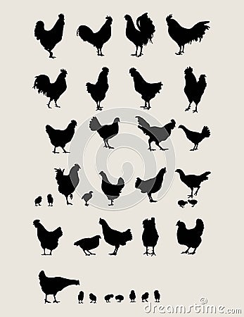 Roosters and Chicken Vector Illustration