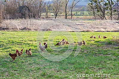 Roosters and hens on meadow Stock Photo