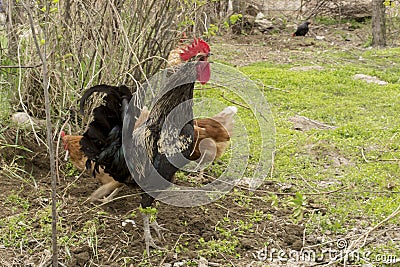 Natural chicken eggs are very nutritious for breakfast. Stock Photo