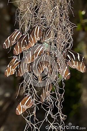 Roosting Butterflies Stock Photo