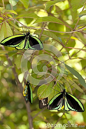 Roosting Butterflies Stock Photo