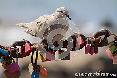 Roosting or Reincarnation Stock Photo