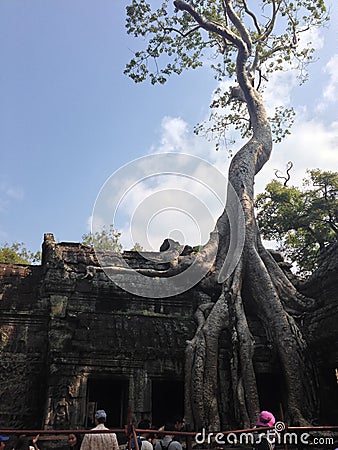 Root of ancient banyan tree in Angkor Wat, Cambodia Editorial Stock Photo