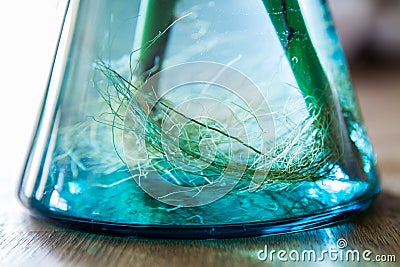 Root of aquatic plant in blue water glass jar Stock Photo