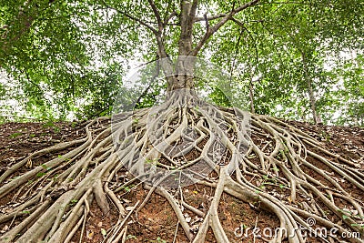 Root of banyan tree. Stock Photo