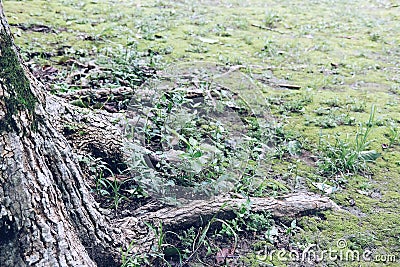 Root base of big tree on green moss Stock Photo