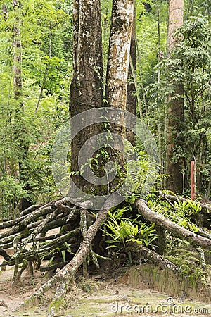 Root base of big tree Stock Photo