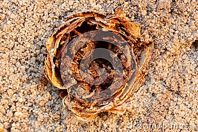 Root canal in the subsoil of a podzol Stock Photo