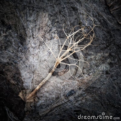 Root on a Compost Heap Stock Photo