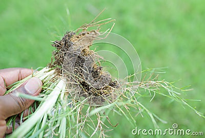 Crabgrass weed root Stock Photo