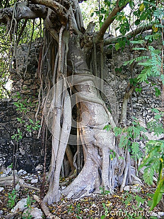 Root of a cursed fig tree from Guadeloupe Stock Photo