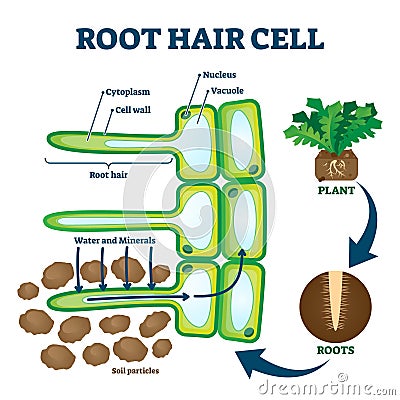 Root hair cell collecting mineral nutrients and water from soil, biological labeled plant system diagram Vector Illustration