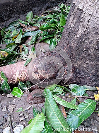 A root of a huge mango tree coming out due to cyclone Stock Photo