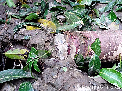 A root of a huge tree coming out due to cyclone Stock Photo