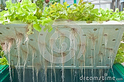 Root of hydroponic vegetables Stock Photo