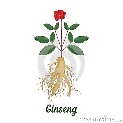 Root and leaves panax ginseng. Vector Illustration