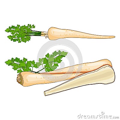 Root parsley for banners, flyers, posters, social media. Whole root parsley and half. Organic, healthy, diet, vegetarian Vector Illustration