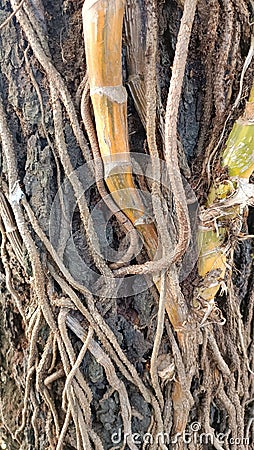 The root part of the climbing plant on the trunk of the large tree Stock Photo