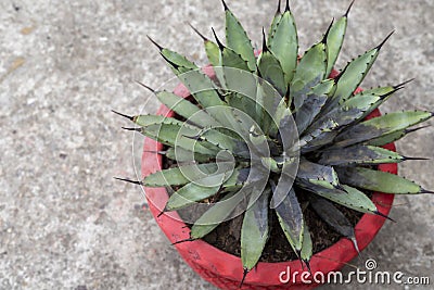 Root rot agave plant from fungal and bacterial diseases attack Stock Photo