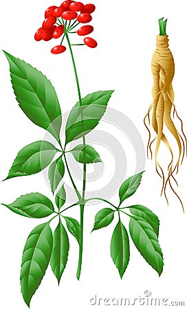 The root and stem of ginseng Vector Illustration