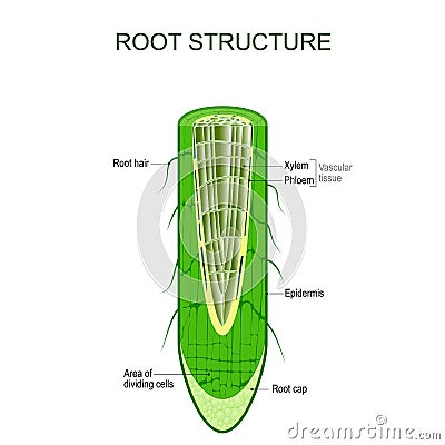 Root structure. Plant anatomy Vector Illustration