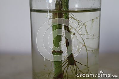 The root system of Chinese bamboo in hydroponic water Stock Photo