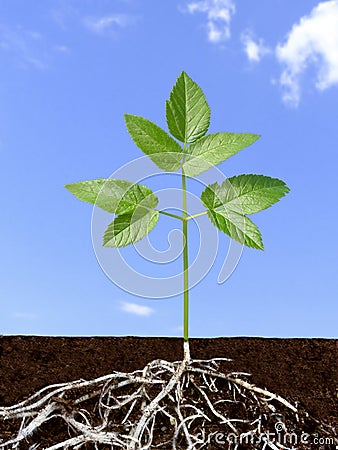 Root system of green plant. Stock Photo