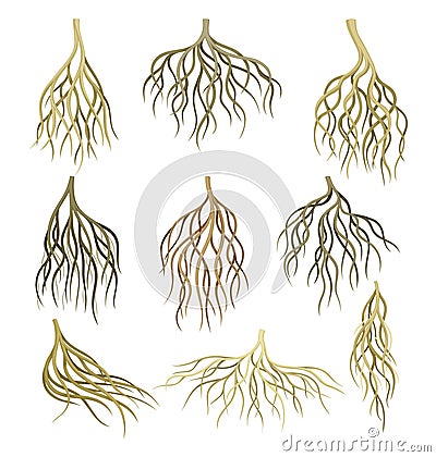 Root systems set. Underground stems, rootstalks. Botany or dendrology elements vector illustration Vector Illustration