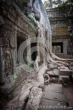 Root of the tree, Angkor, Cambodia Stock Photo