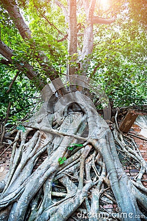 Root of tree growth on old ancient brick wall.Old grunge ruined building growing covered with aerial roots of a banyan tree in Stock Photo