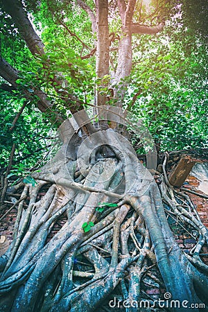 Root of tree growth on old ancient brick wall.Old grunge ruined building growing covered with aerial roots of a banyan tree in Stock Photo