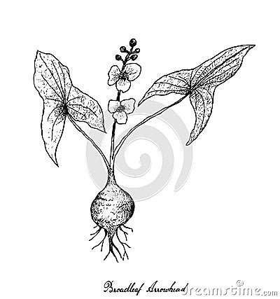 Hand Drawn of Broadleaf Arrowhead on White Background Vector Illustration