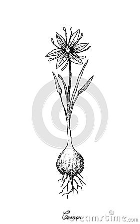 Hand Drawn of Camas on White Background Vector Illustration