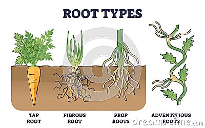 Root types examples in soil from side view in biological outline diagram Vector Illustration