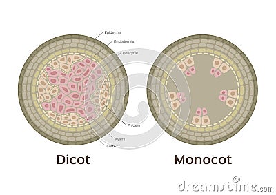 Root vector / monocot and dicot stem / infographic Vector Illustration