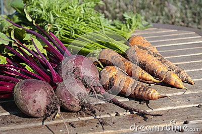 Root vegetables Stock Photo