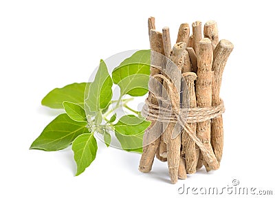 Root Withania somnifera, known commonly as ashwagandha, Indian ginseng, poison gooseberry or winter cherry. Stock Photo