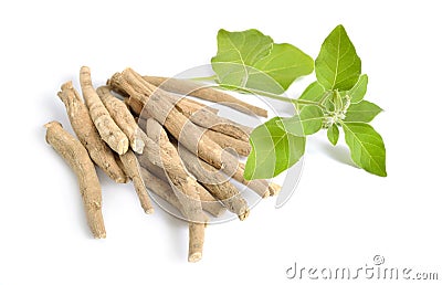 Root Withania somnifera, known commonly as ashwagandha, Indian ginseng, poison gooseberry or winter cherry Stock Photo