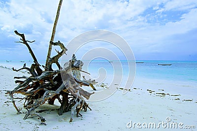 Rooted tree washed up on Nungwi beach, Zanzibar, Tanzania, Africa Stock Photo
