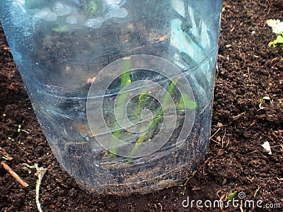 Rooting a rose stalk under a plastic five liter bottle. Gardening at home. Stock Photo