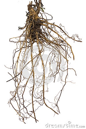 Roots Stock Photo