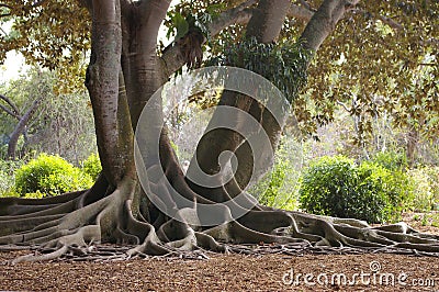 Roots Of A Banyan Tree Stock Photo