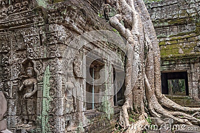 Roots of a banyan tree at Bayon temple in Angkor, Siem Rep Cambodia Stock Photo