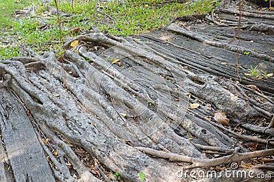 Roots banyan tree Stock Photo