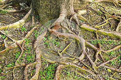 Roots banyan tree in nature garden Stock Photo