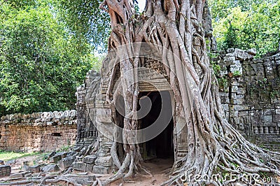 Roots of a banyan tree at Ta Prohm temple in Angkor, Siem Rep Cambodia Stock Photo